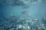 Bullenhai Kommunikation ueber steinigem Meeresgrund