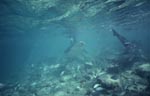 Bullenhai Aktivitaeten im Strandbereich von Walker&acute;s Cay