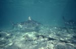 Der Letzte der vorbeischwimmenden Bullenhaie ist besonders groß<br><br><br><br><br><br>