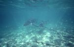 Zwei Bullenhaie naehern sich frontal im lichtdurchfluteten Wasser