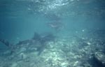 Bullenhaie an der Shark beach von Walker&acute;s Cay