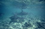 Bullenhaie haben sich an der Shark beach von Walker&acute;s Cay versammelt