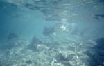 Bullenhaie kommen neugierig frontal naeher