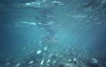 Bullenhai in stimmungsvoller Unterwasserlandschaft