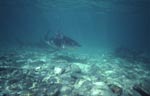 Bullenhaie auf der Suche nach Beute