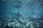 Bullenhai schwimmt auf Schnorchler zu