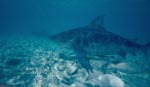 Bull Shark (Carcharhinus leucas)