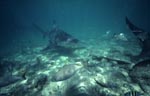 Bullenhai, Zitronenhai und Fischschwarm