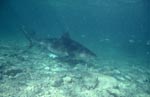 Bull shark just above the seabed