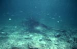 Bullenhai umgeben von kleinen Fischen