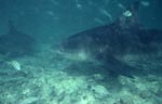 Encounter with a large bull shark