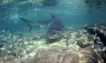 Bull shark changes its direction and approaches frontally