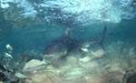 Bull Shark in shallow water