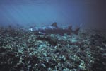 Lemonl shark (Negaprion brevirostris)