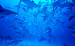 Große Anzahl Karibischer Riffhaie und Schwarzspitzenhaie in Aktion