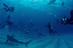 Caribbean Reef Sharks and Blacktip Sharks 