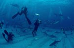 Caribbean Reef Sharks and Blacktip Sharks