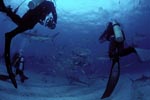 Shark Rodeo - Caribbean Reef Sharks and Blacktip Sharks