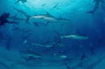 Shark Rodeo - Caribbean Reff Sharks and Blacktip Sharks