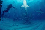 Caribbean Reef Sharks and Blacktip Sharks