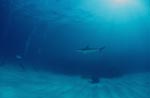 Blacktip shark (Carcharhinus limbatus)