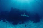 Blacktip shark before dense vegetation