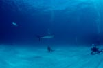 Diver looks to blacktip shark