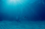 Blacktip shark and diver