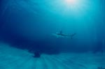 Blacktip shark and diver