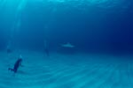 Diver watching a Blacktip shark