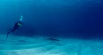 Caribbean reef shark and diver