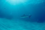 Caribbean reff shark (carcharhinus perezi)
