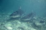 Two Bull Sharks in shallow water