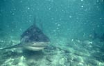 Bull Shark in poor underwater visibility