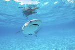 Tiger Shark in the shallow waters of the lagoon