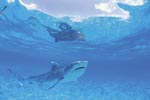 Fascination (Galeocerdo cuvier) Tiger Shark