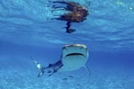 „Niuhi“ the Tiger Shark 