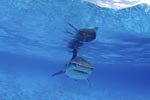 Direct encounter with the Tiger Shark (Galeocerdo cuvier)