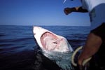 Great White Shark - Open Jaws 