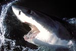 Great White Shark lifts its head out of the water