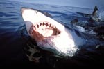 A great white shark with an open mouth at the sea surface