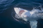 Great White With its mouth open