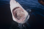 Picture inside a Great White Shark´s mouth