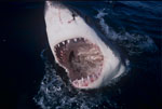 Picture inside a Great White Shark ´s mouth