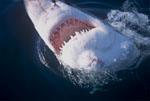 Great White Shark with its mouth open
