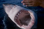 Great White Shark With its mouth open