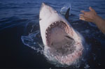 Photo inside a Great White Shark ´s mouth