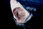 Direct views into the great white shark JAWS