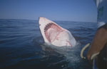 Great White Shark mouth open