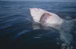 Great White Shark with mouth open 